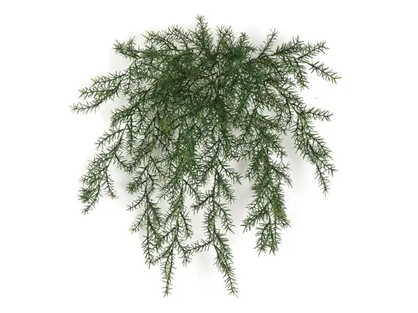 Climber Plant