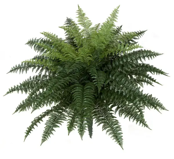26 Inch Outdoor Ruffle Fern