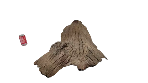 Sunken Log-001