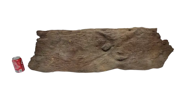 Sunken Log-002