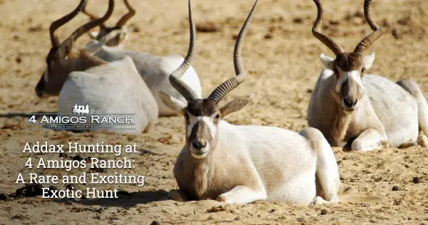 Addax Hunting at 4 Amigos Ranch: A Rare and Exciting Exotic Hunt