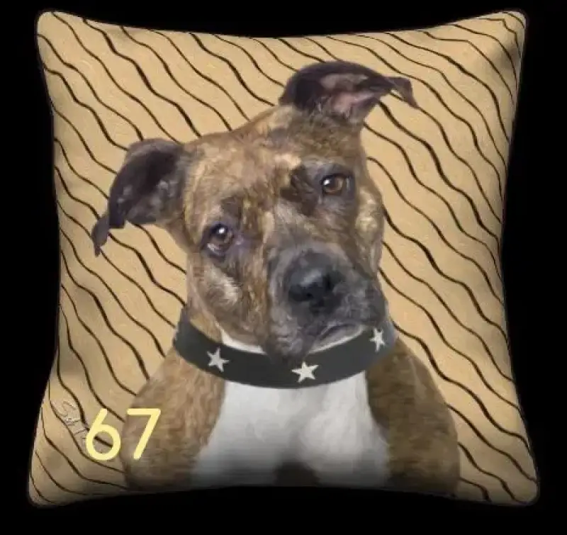 Brown Pitbull