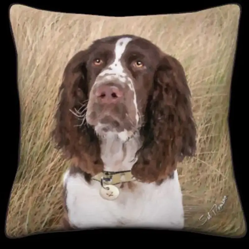 Springer Spaniel