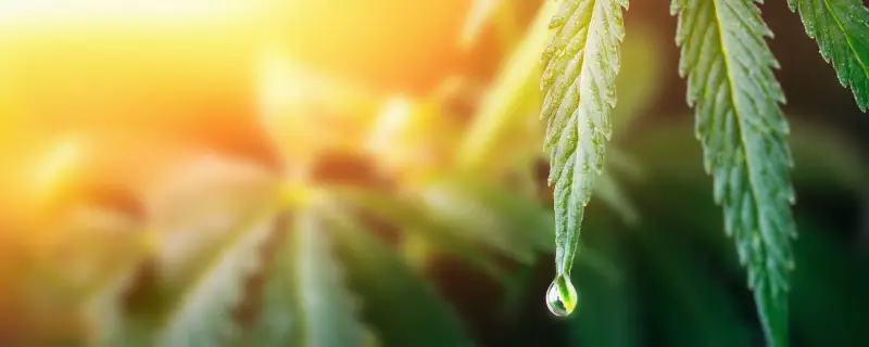 THE GLOBAL RESURGENCE OF HEMP & SUSTAINABLE INDUSTRY