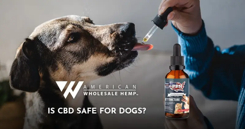 Is CBD Safe for Dogs?