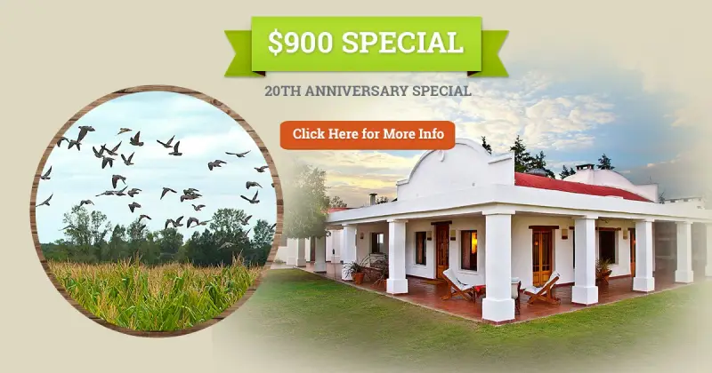 A Special Offer to Celebrate Our 20th Anniversary