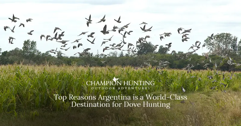 Top Reasons Argentina is a World-Class Destination for Dove Hunting