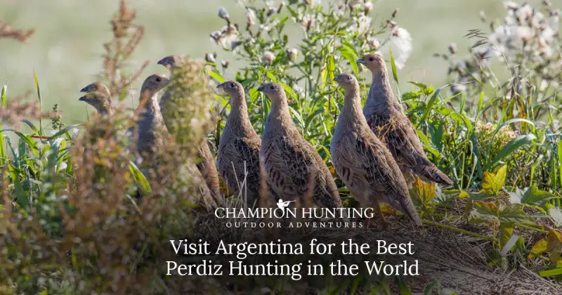 Visit Argentina for the Best Perdiz Hunting in the World