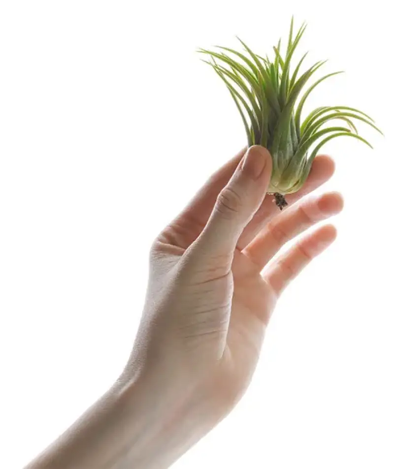 hand holding a plant
