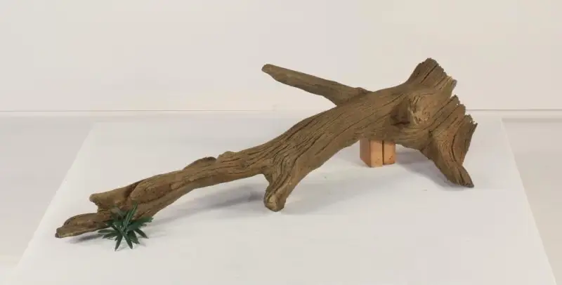 Tree Branch - 005