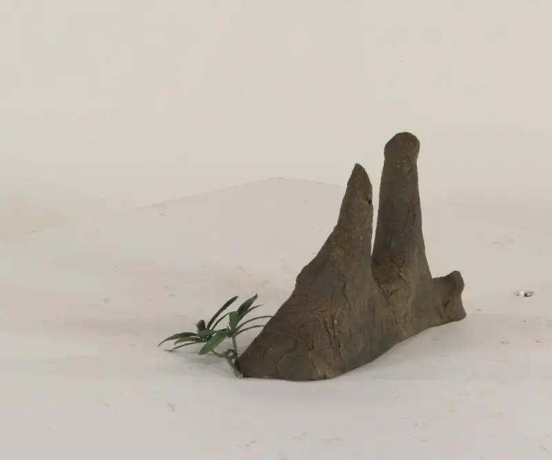 Cypress Knee - 002