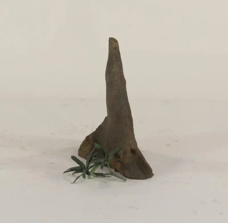 Cypress Knee - 003
