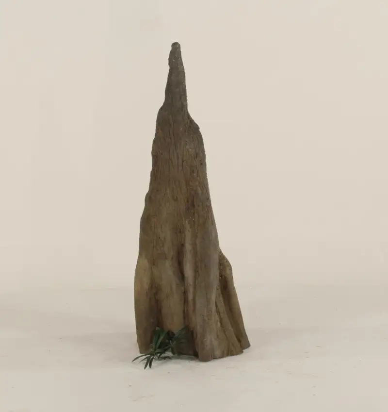 Cypress Knee - 008