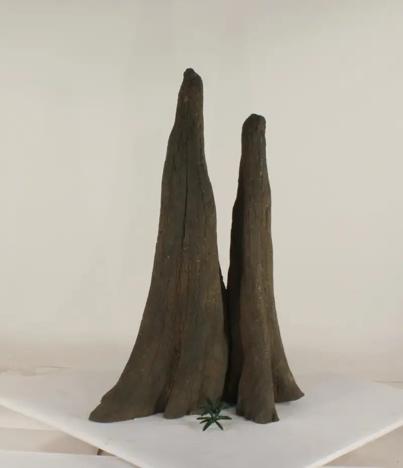 Cypress Knee - 010