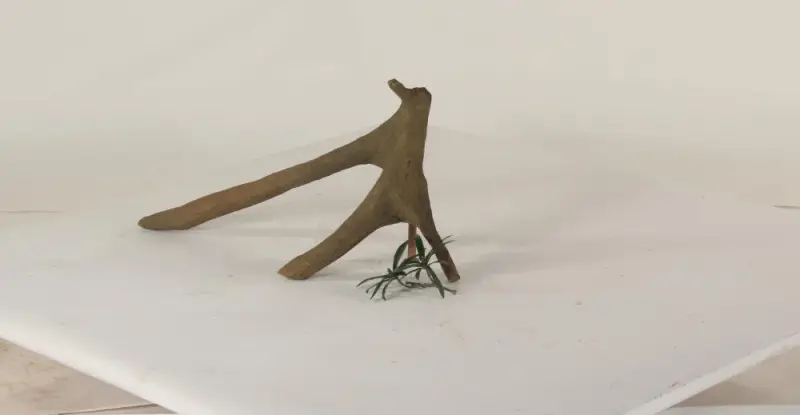 Mangrove Root - 001