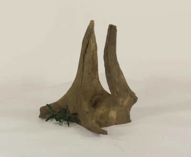 Tree Root - 003