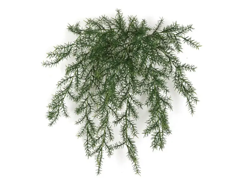 Climber Plant