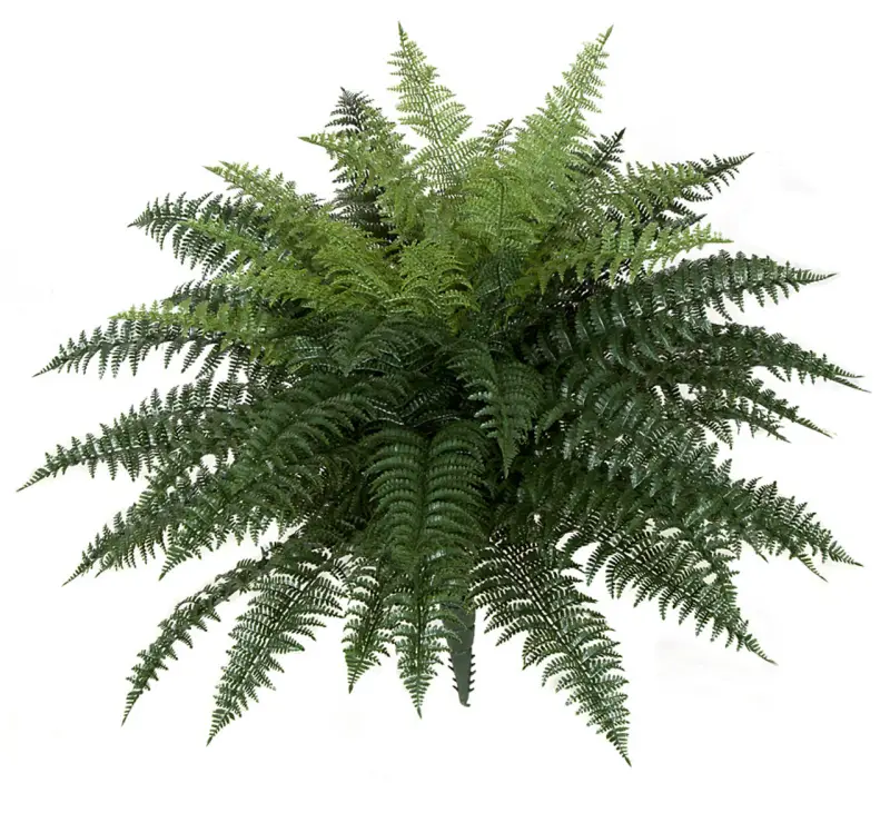 26 Inch Outdoor Ruffle Fern