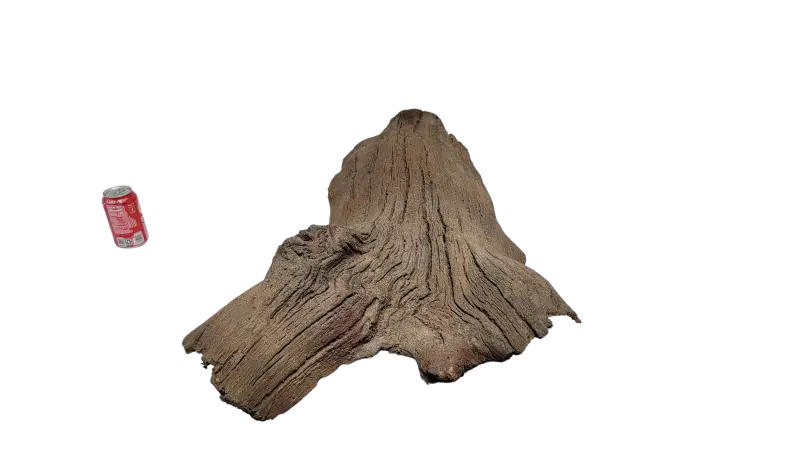 Sunken Log-001