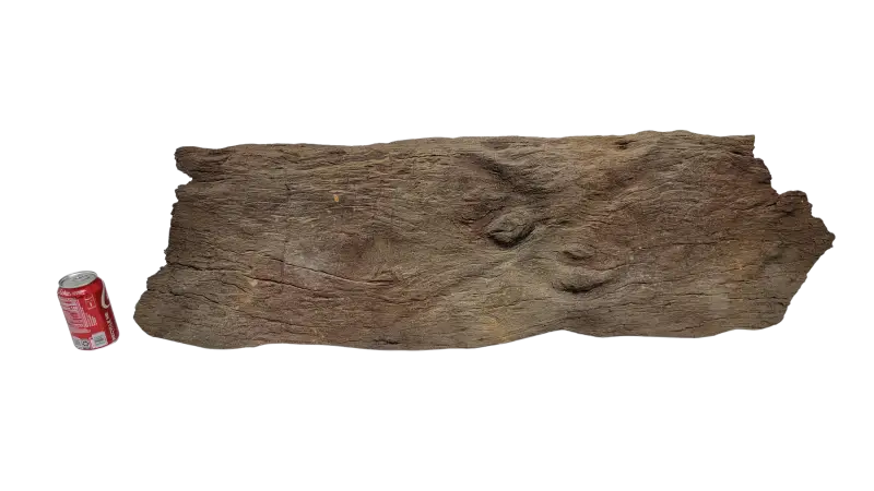 Sunken Log-002